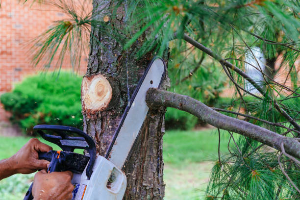 How Our Tree Care Process Works  in Mystic Island, NJ